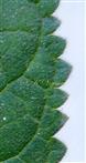  Leaf Margin (Adaxial view)
